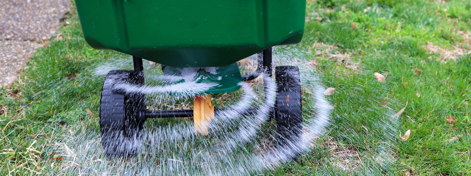 Spreading fertilizer on a green lawn