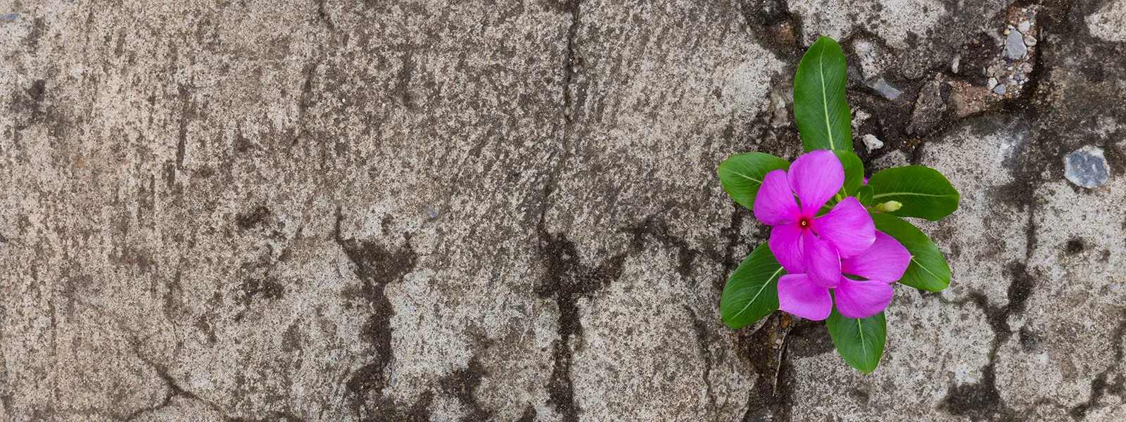 A photo of a purple flower growing out of the cracks in a rock